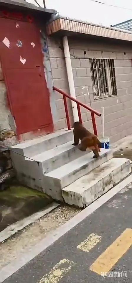猴