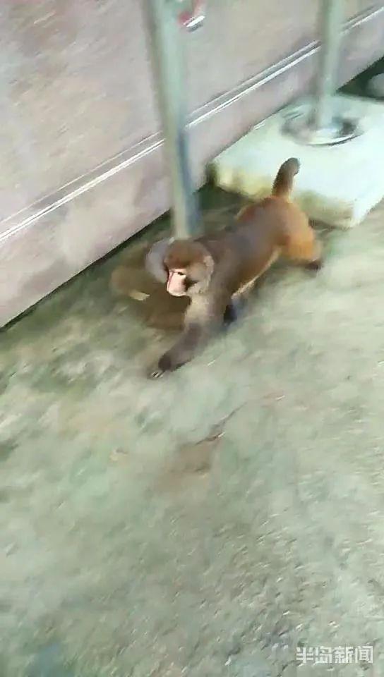 猴