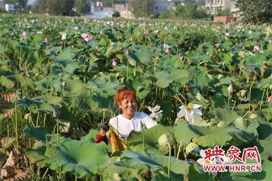 荷花怕什么鱼？