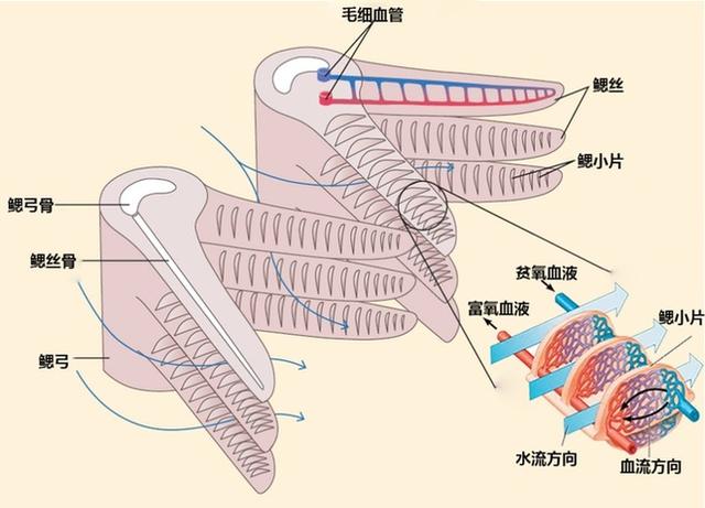 鲨鱼用什么呼吸的