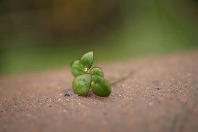 世界上最小的花