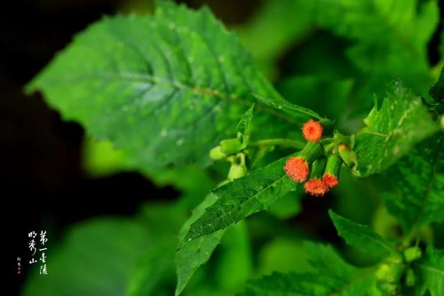 【栖霞山·植物百科】野茼蒿：万水千山革命菜~1