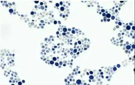 有哪些身体乳是医院研制的