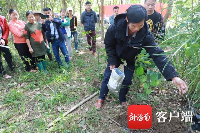 中国热科院研发橡胶树死皮康复技术 恢复率高达50%3