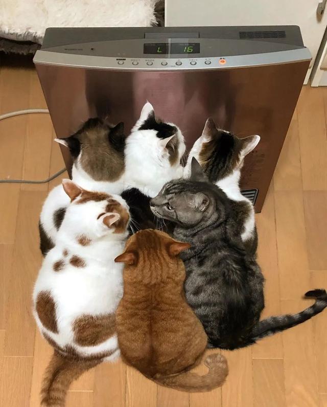 喵会