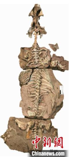中国发现2 5亿年前九峰吐鲁番兽,2.5亿年前吐鲁番兽图片