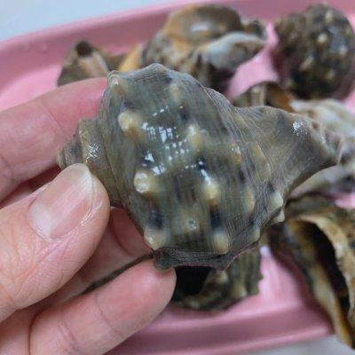 海螺蒸多久