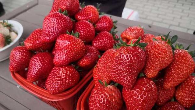 杭州草莓音乐节:看着好诱人！杭州这个地方正在开草莓节，趁周末赶紧去逛逛