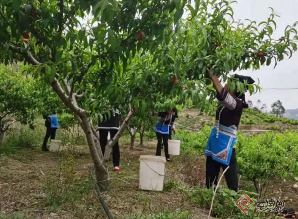 云南泸西：早熟油桃抢鲜上市1