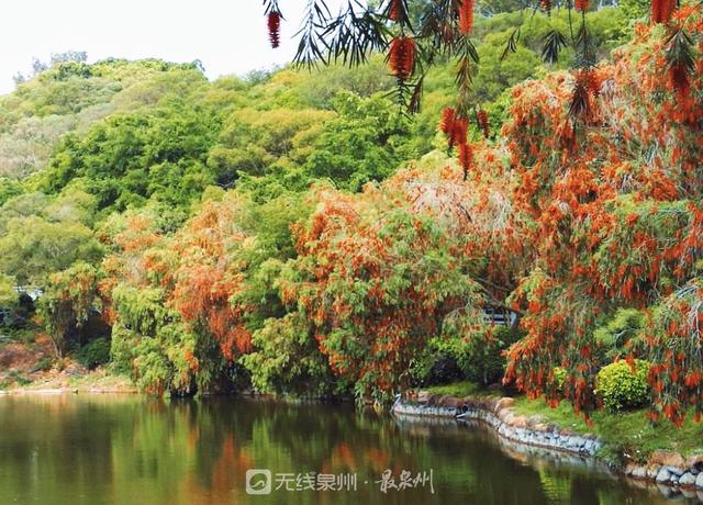 柳树开花吗什么时候开花