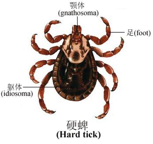 狗豆子怎么治疗图片