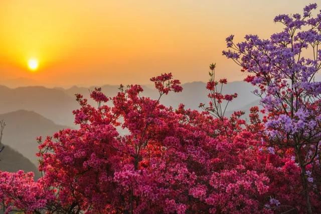 岳西县天峡景区杜鹃花( 图源:安徽文旅 公众号)岭上开遍映山红,醉美