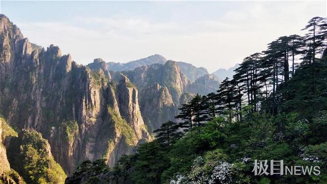 假期黄山旅游复苏强劲，人人都来打卡迎客松，千年古树从国宝变国潮