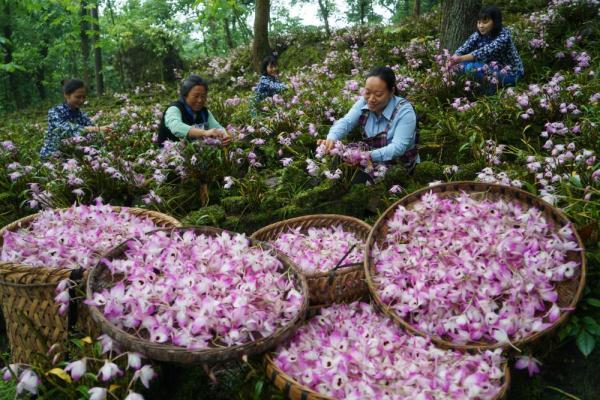 赤水金钗石斛