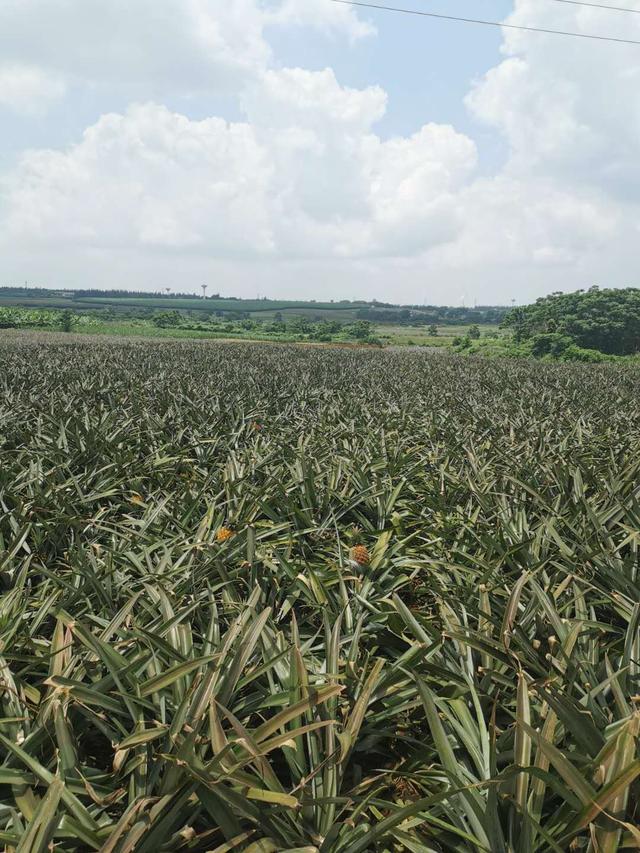 徐闻菠萝“选果就像开盲盒”，有人靠赌菠萝年赚100多万，有人1毛1斤贱卖2