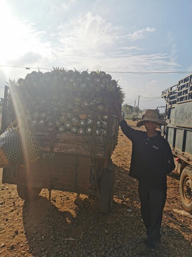 徐闻菠萝“选果就像开盲盒”，有人靠赌菠萝年赚100多万，有人1毛1斤贱卖5