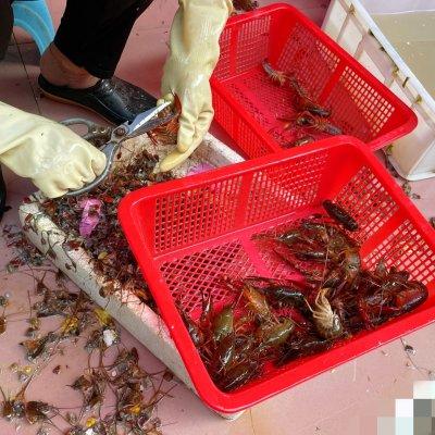 麻辣小龙虾的做法