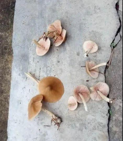 湘潭洗砂脱水一体机