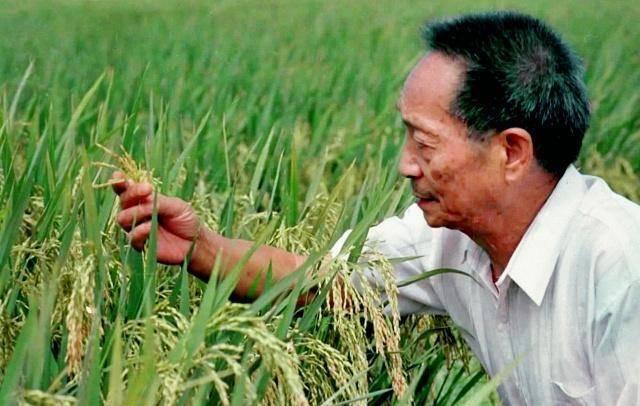 周开达院士:星河灿烂：他在禾下乘凉处