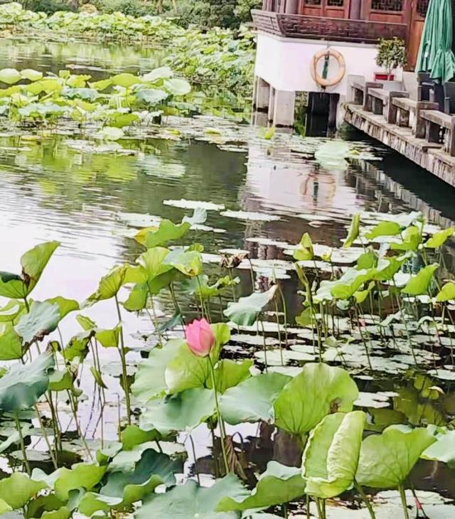 荷花什么时候开放 荷花什么时候开放，深圳洪湖公园荷花什么时候开放 生活