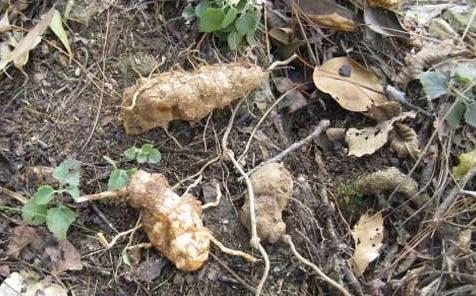 长松林下得灵根！这种食材利水祛湿，用来煮水有助减肥