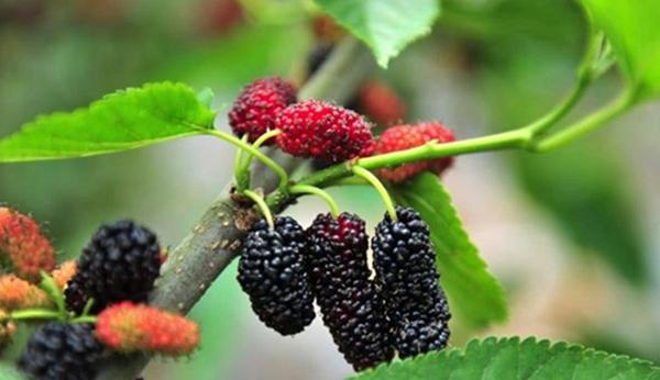 桑椹是什么水果（桑椹的功效与禁忌）