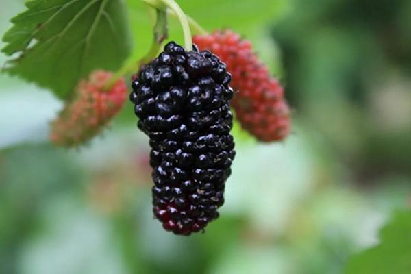 桑椹是什么水果（桑椹的功效与禁忌）
