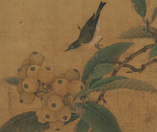 枇杷季节 枇杷季节