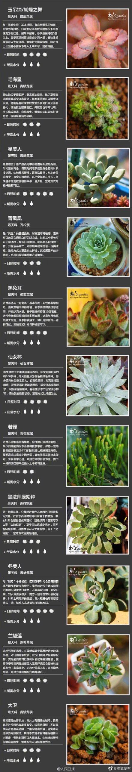 肉肉植物 肉肉植物（多肉植物种类） 生活