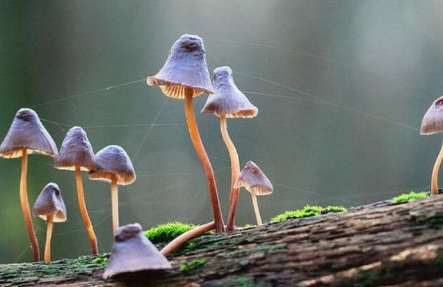 野生蘑菇要慎食，民间流传下来的“辨别经验”并不靠谱