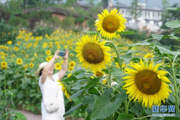 向日葵花开