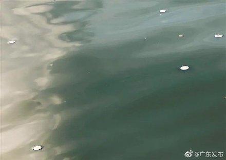 深圳东部海域出现大量“银币”，专家提醒：千万别碰