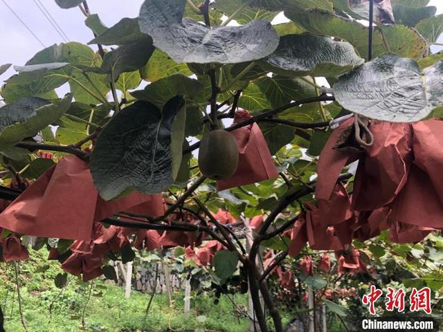 怀化风车洗砂机