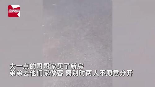 小朋友的友谊有多甜，网友：我全程姨母姑父笑……