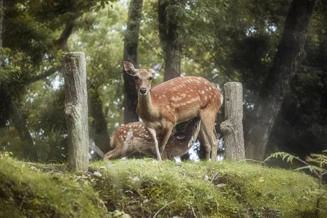 短篇寓言故事（七则简短讽刺寓言故事）