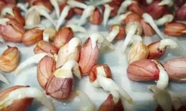 四种食物发芽后营养或会倍增，有你爱吃的吗？
