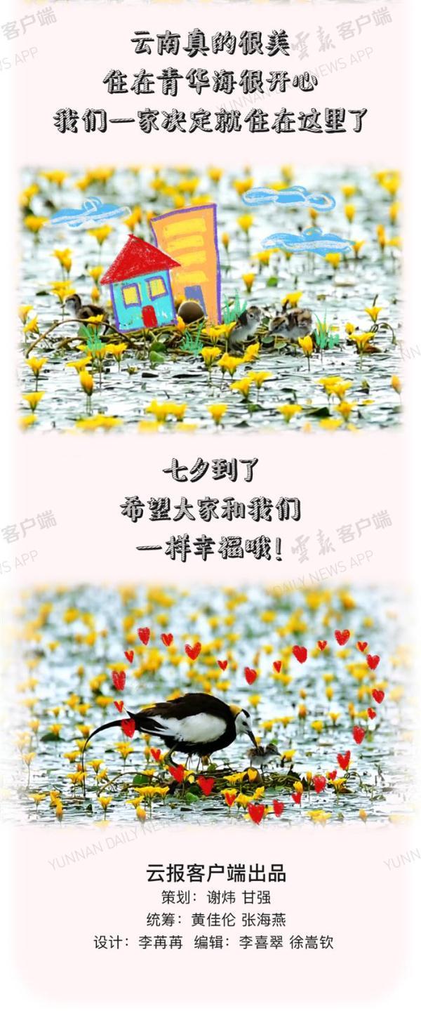 七夕丨它們在雲南相愛瞭