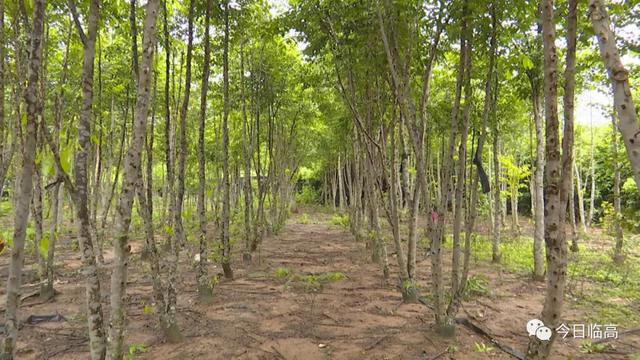 沉香种植全指南：从白木香树苗到结香管理的完整路径