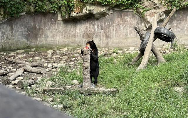 吃冰戏水吹空调，TA们正在上海动物园“嗨皮一夏”
