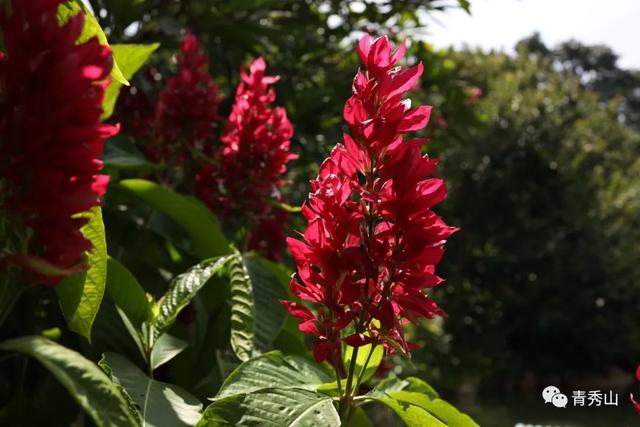 離離暑雲散 裊裊涼風起 青秀山赤苞花正艷 Kks資訊網