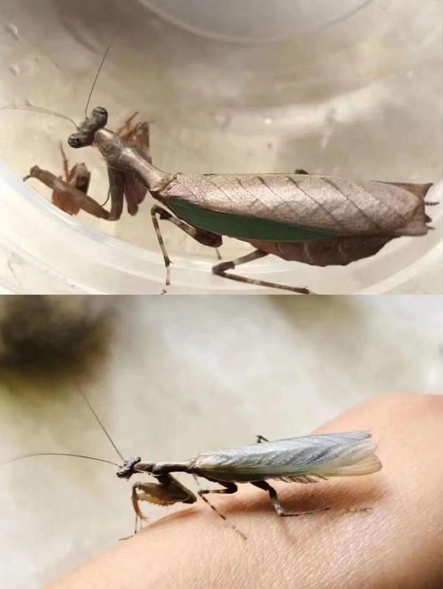 和孩子一起读书，养昆虫，认识大自然