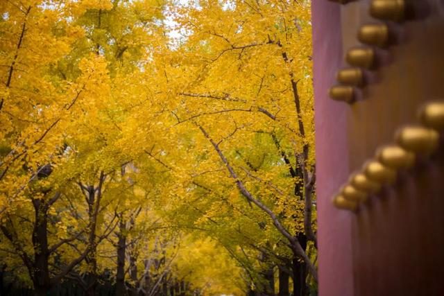 养肺润肺秋梨膏，快学起来为家人熬制一罐