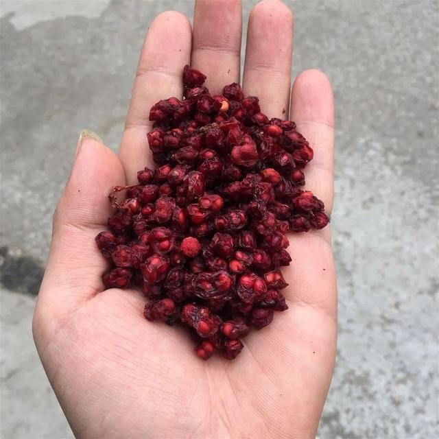 中草药：五味子