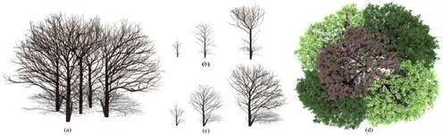 重构三维植被表型，计算呈现自然之美丨智言智语