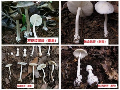 蛞蝓能吃吗