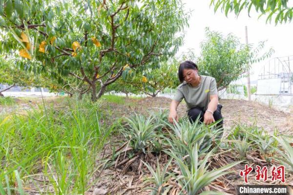 致富 创业 农村 种植 养殖 浙江“灵芝姐”的创业经：新型种植方式让农户走上致富路