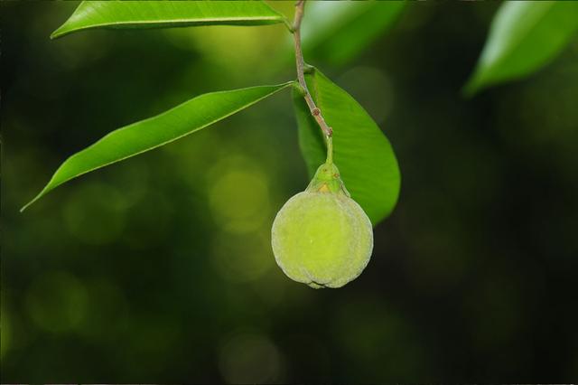 珍稀植物