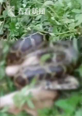 3.5米长巨蟒缠死初生小牛 母牛哀嚎不肯离去