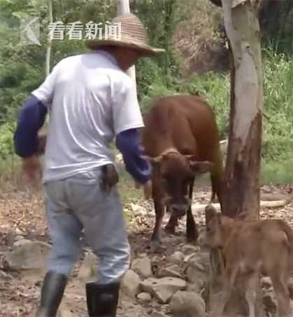 3.5米长巨蟒缠死初生小牛 母牛哀嚎不肯离去