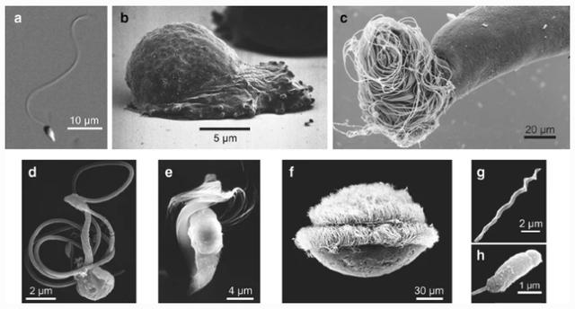 精子长度达身体20倍，它是怎么做到的？-第1张图片-9158手机教程网